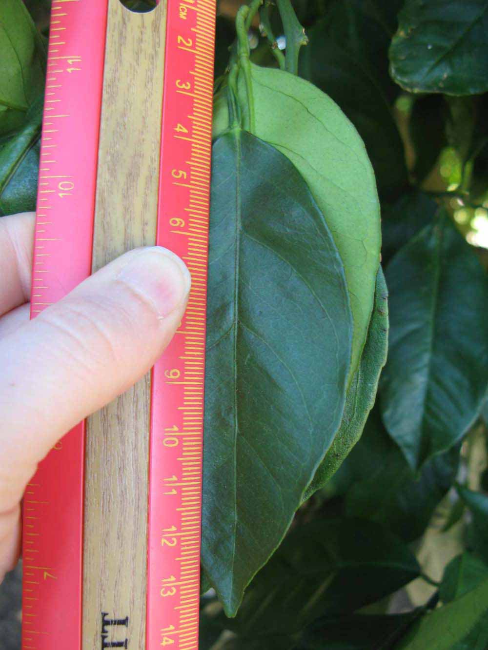              Unifoliolate leaf (Winter Haven, FL)       